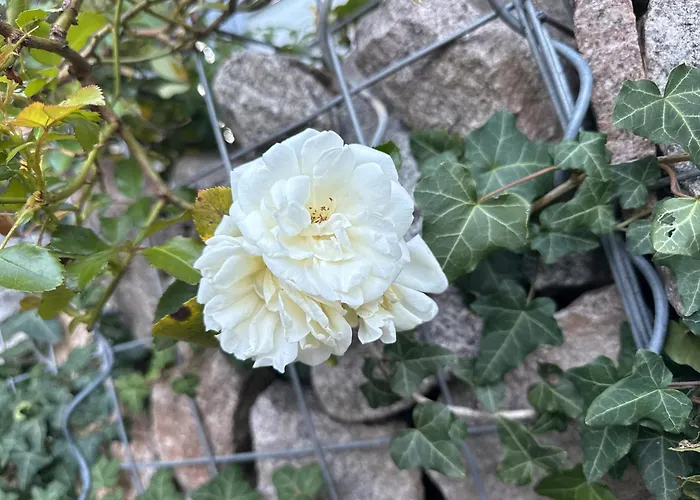 Baeumchenblick * 穆尔海姆